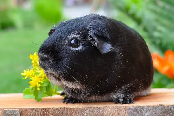 An in-depth review of the best guinea pig tunnels available in 2019. 