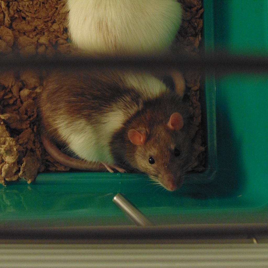 Everything You Should Know About Having a Pet Rat | TheGearHunt