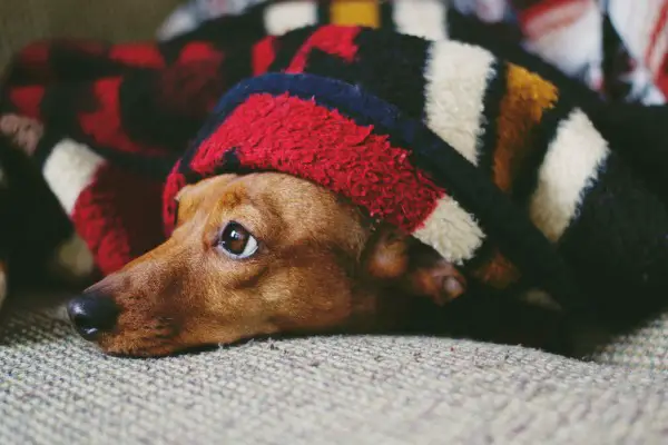 An in-depth review of the best blankets for dogs available in 2019. 