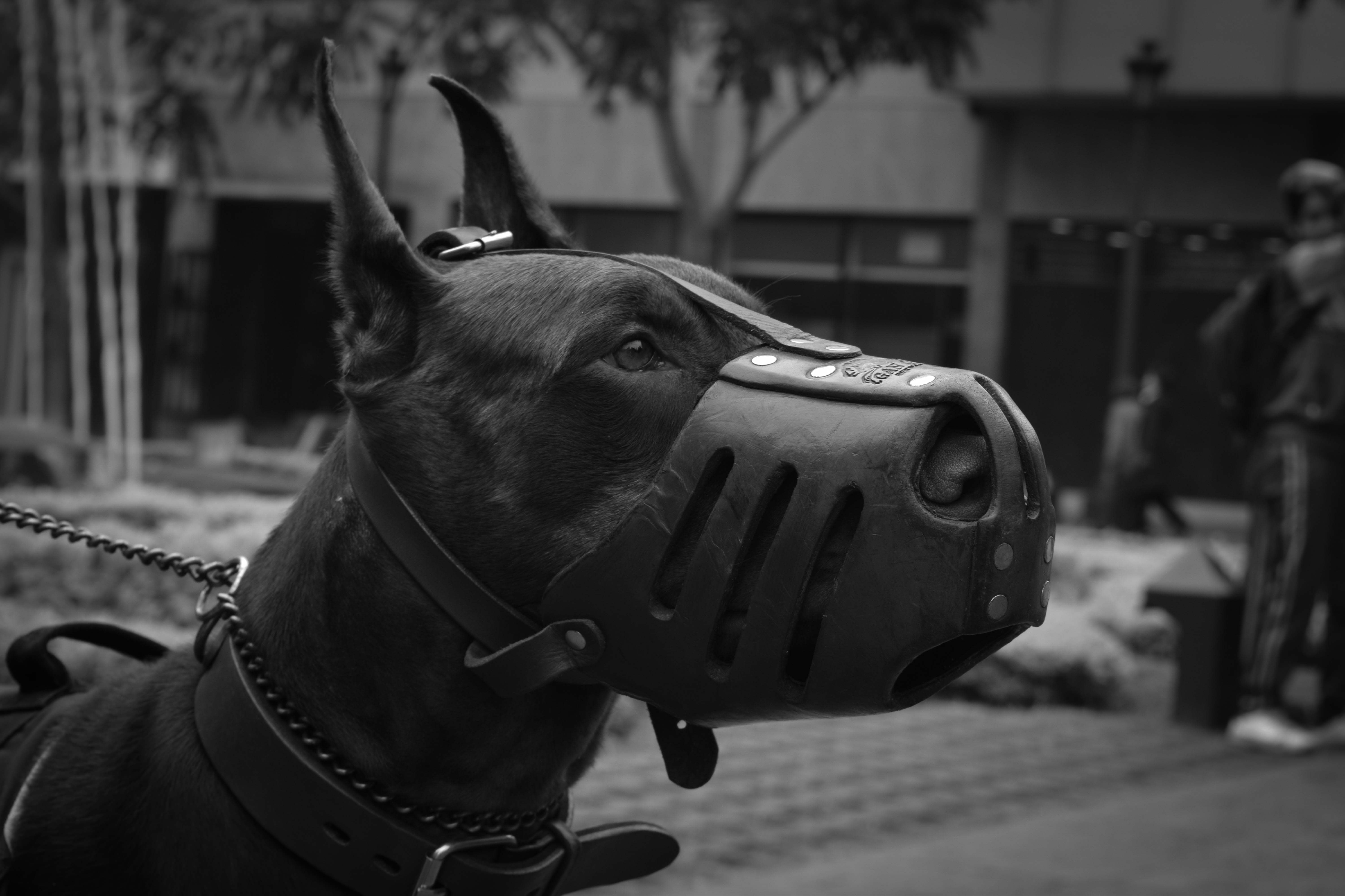 best dog muzzle for biting