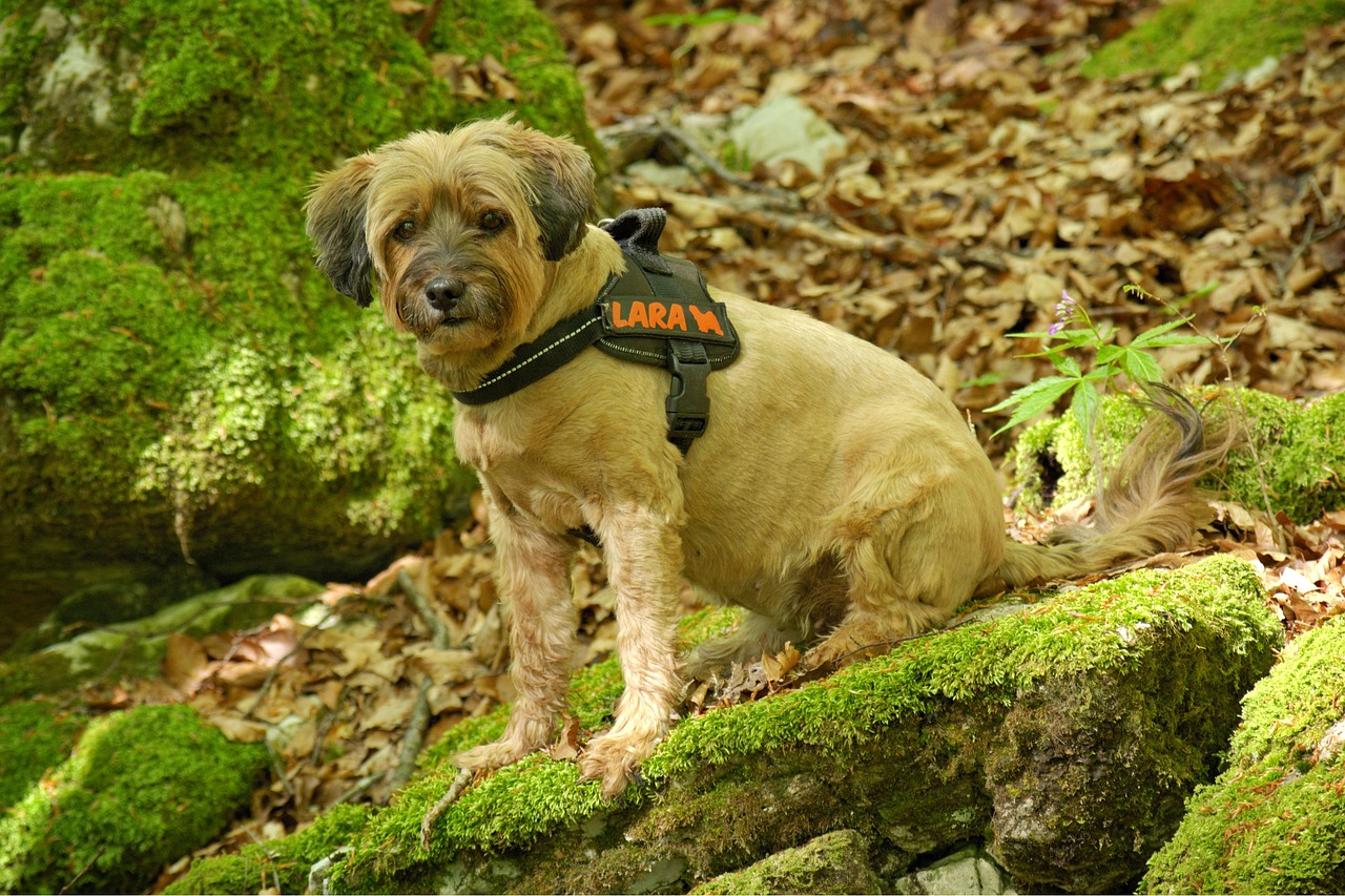 10 Best Dog Lift Harnesses Reviewed in 2022 TheGearHunt