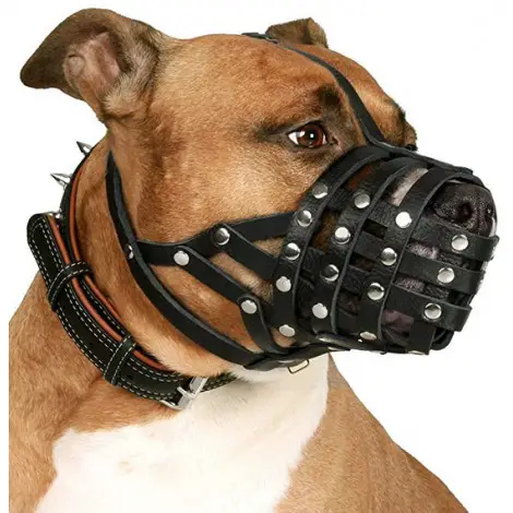CollarDirect Dog Muzzle