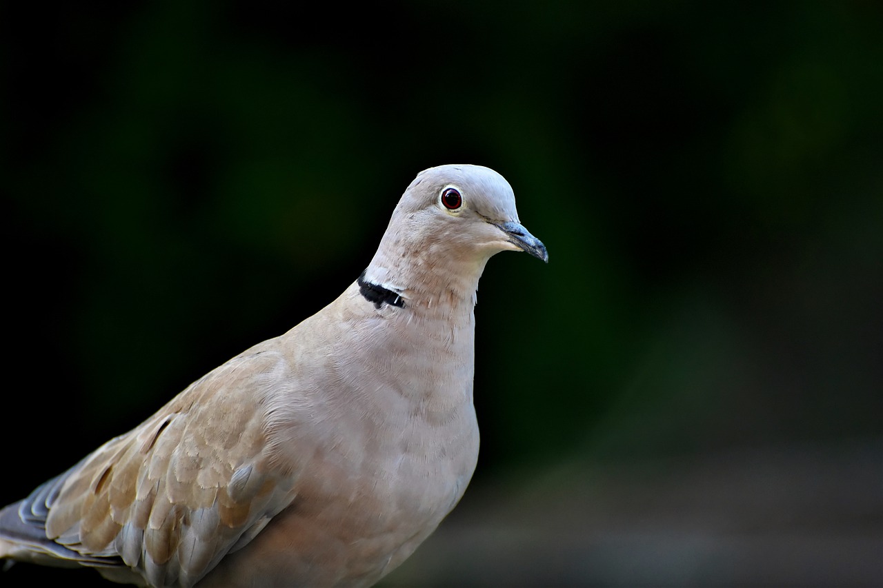 10 Best Dove Decoys Reviewed in 2024 TheGearHunt