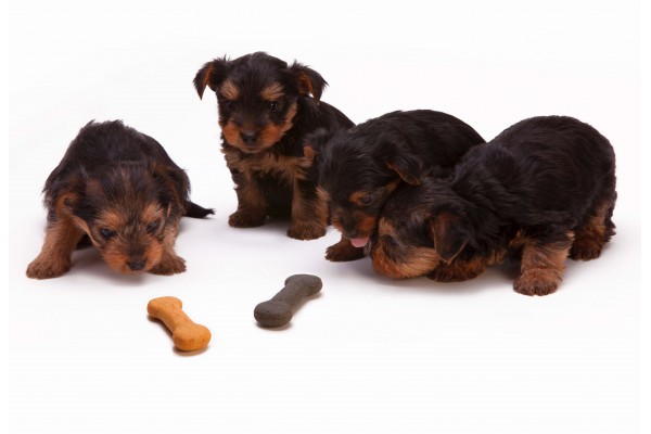 An in-depth review of the best dog treats available in 2019. 