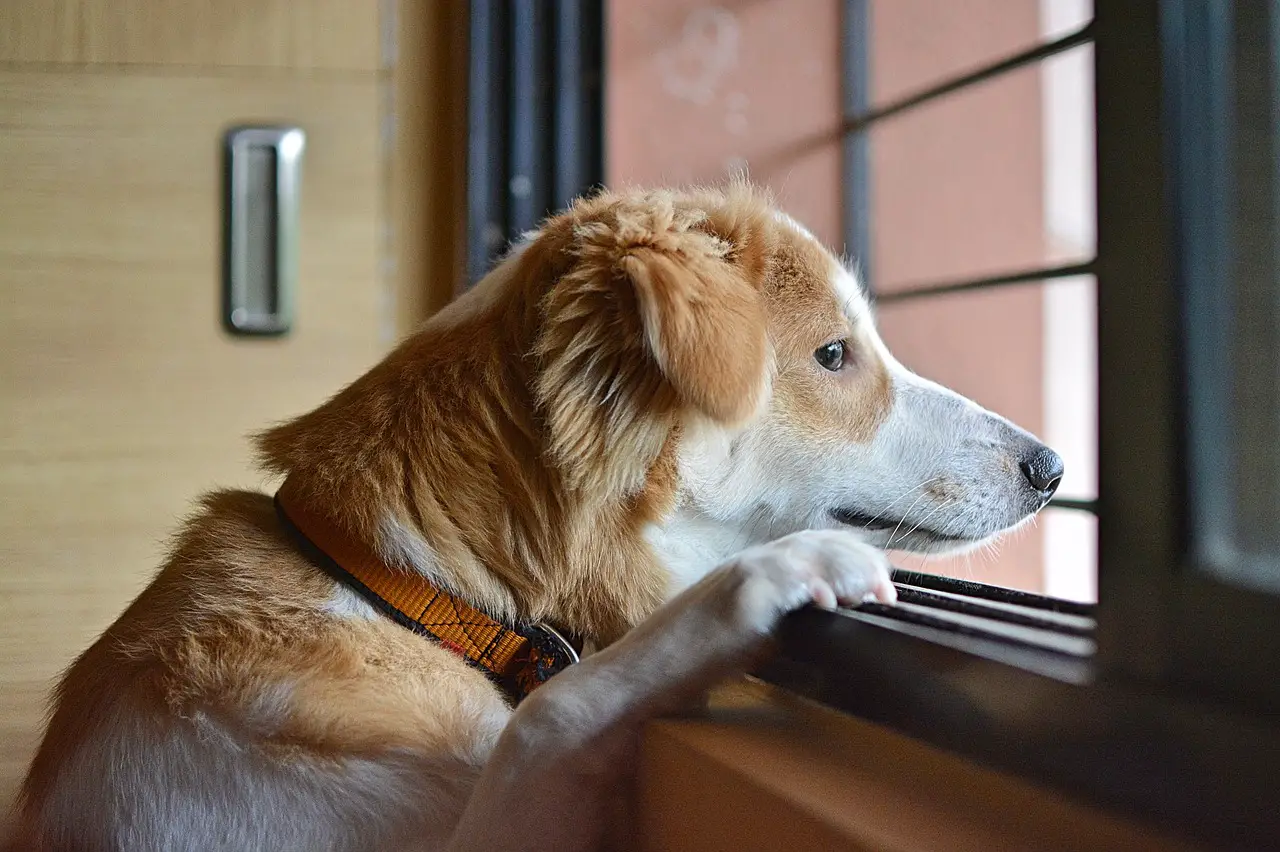 How to Prevent Separation Anxiety in Dogs TheGearHunt
