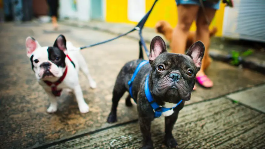 An in-depth guide on what to expect as first-time dog owner.