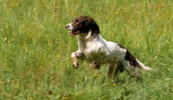 An in-depth guide on hunting dog training.