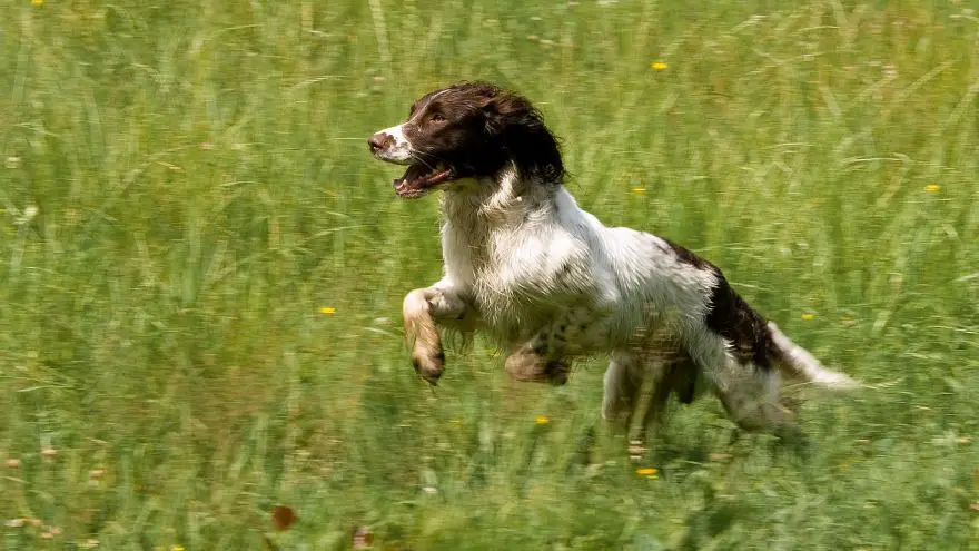 An in-depth guide on hunting dog training.