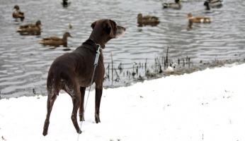 5 Crucial Duck Hunting Gear Tips