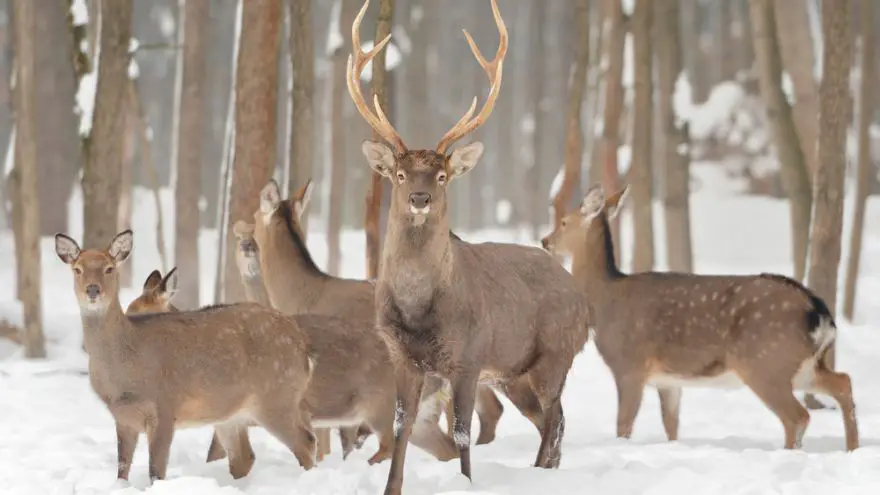 Hunting in Snow