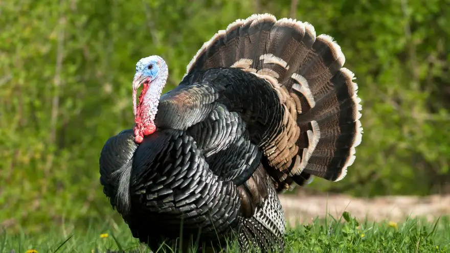 Top 5 Tips For Turkey Hunting