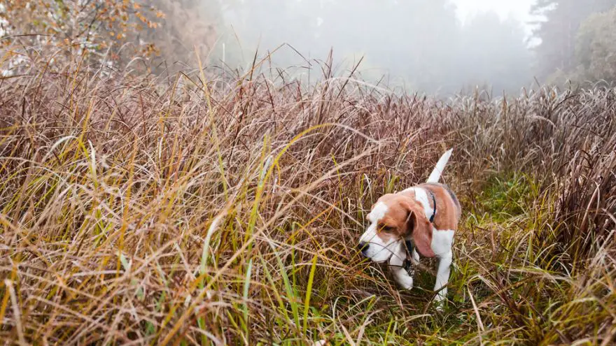 Can a Hunting Dog Be a Family Pet
