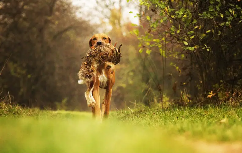 Best All Around Hunting Dogs: Our Top 5!