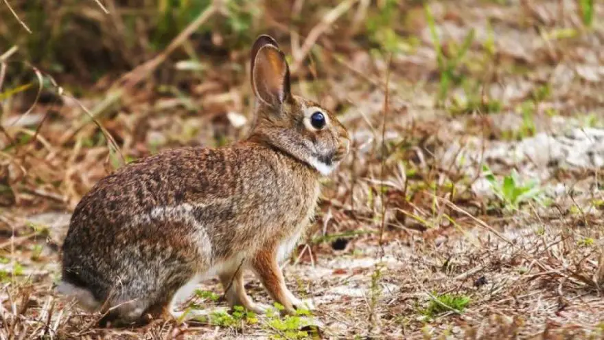 An an depth review on how to clean a rabbit in 2018