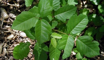 An in depth review on how to treat poison ivy, oak, and sumac.