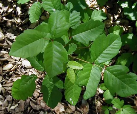 An in depth review on how to treat poison ivy, oak, and sumac.