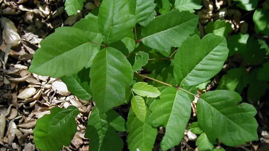 How to Treat Poison Ivy, Oak, and Sumac: The Complete ...