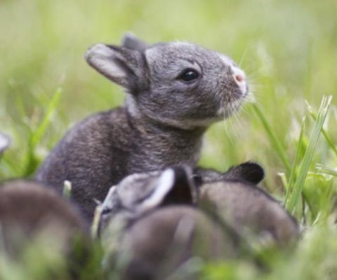An in depth review on how to breed rabbits in 2018