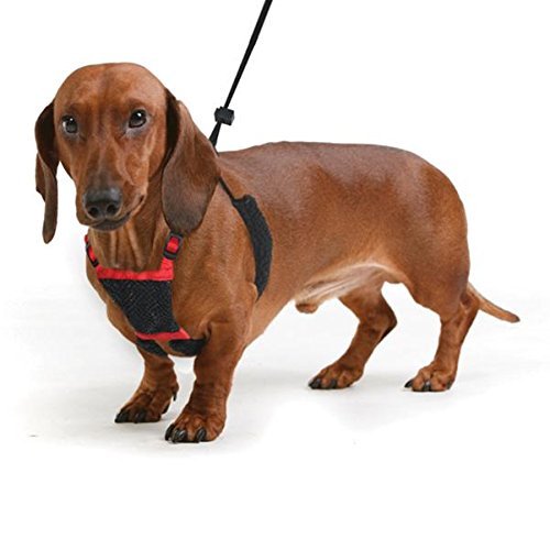 Sporn Dog Harness