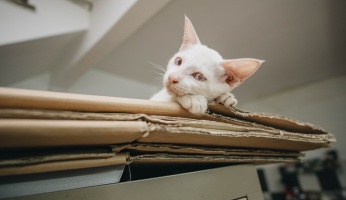 An in-depth guide on how to build a cat tree.