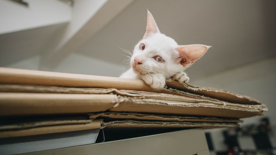 An in-depth guide on how to build a cat tree.