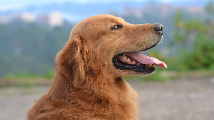 A thorough guide about golden retrievers. 