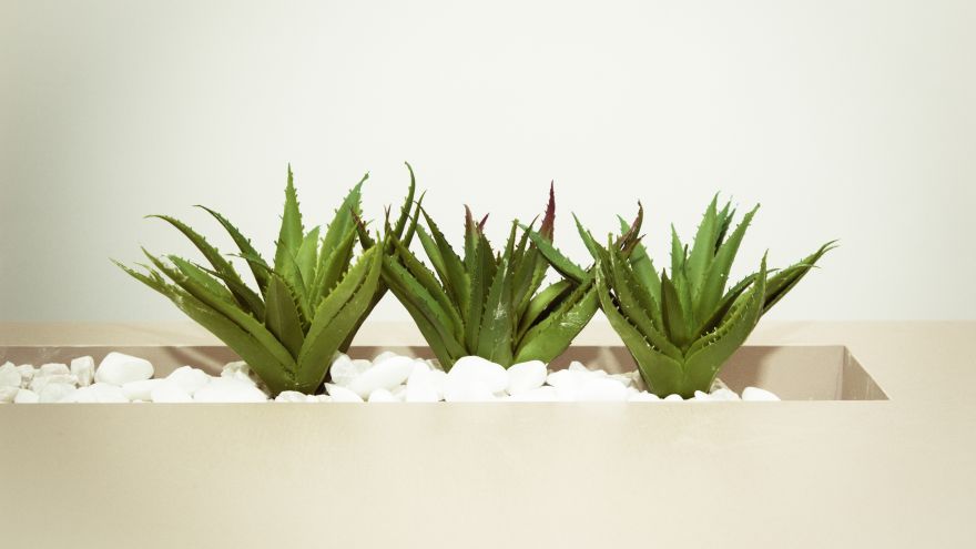 An in-depth guide on everything you need to know about the aloe vera plant. 