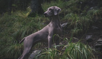 An in-depth guide on deer hunting with dogs.