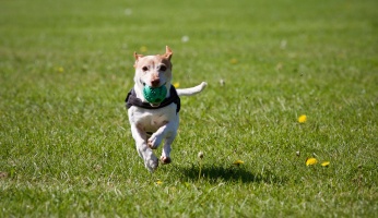 An informative look at heartworm in dogs.