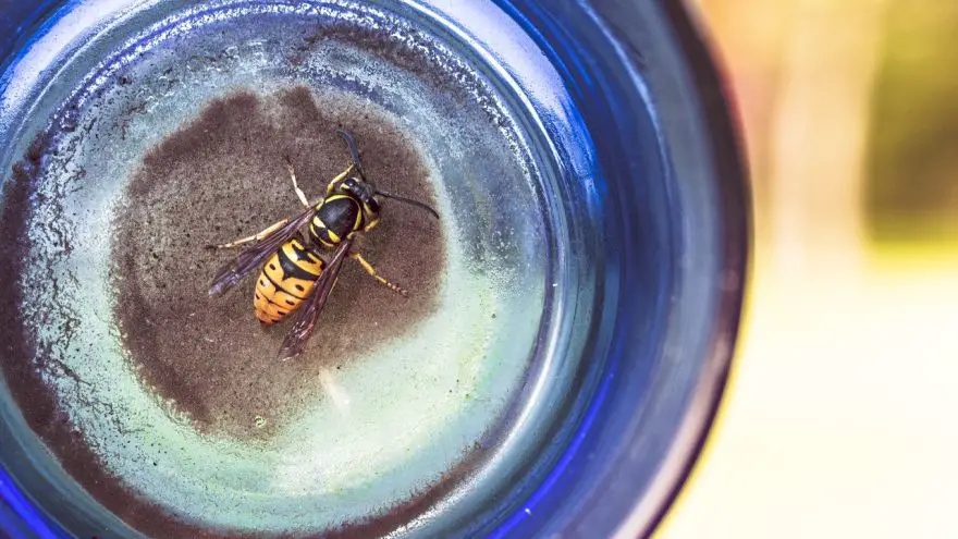 An in-depth guide on how to make DIY wasp traps.