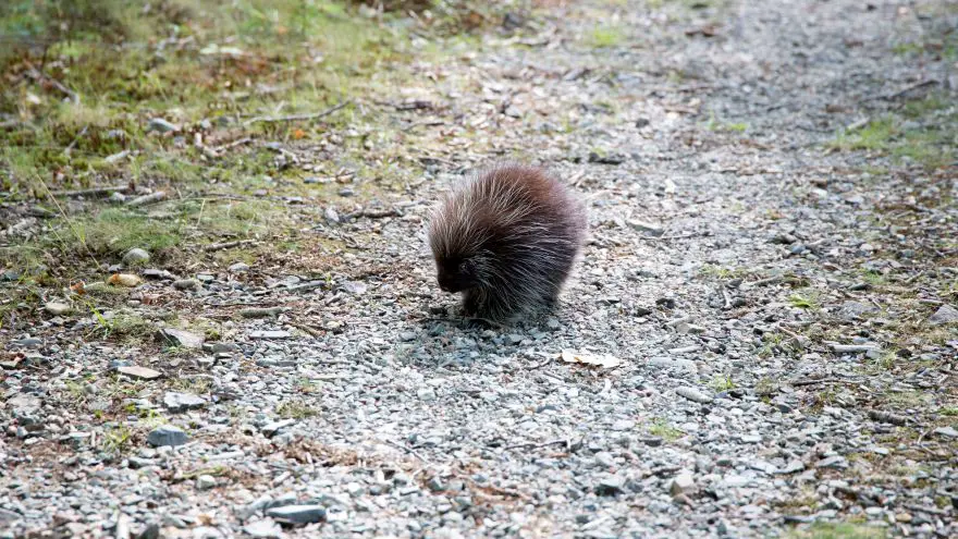 An in-depth review of removing porcupine quills.