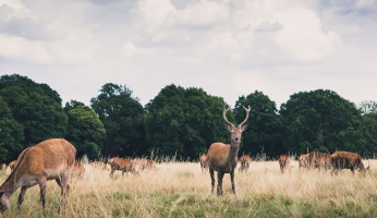 myths about blood trailing deer