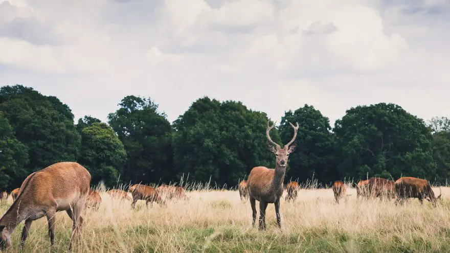 myths about blood trailing deer