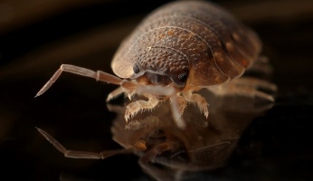 An in-depth guide on different bedbug treatments to try.