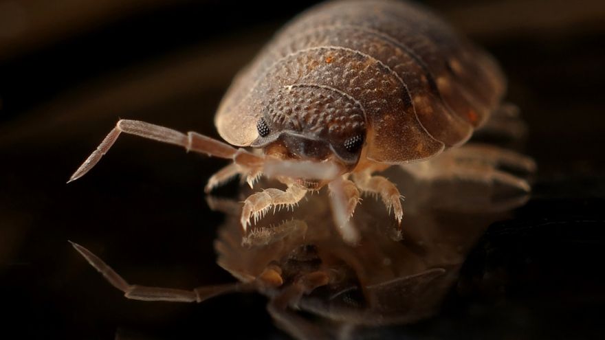 An in-depth guide on different bedbug treatments to try.