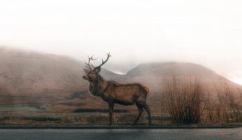 An in-depth review of Colorado elk hunting.