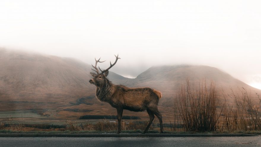 An in-depth review of Colorado elk hunting.