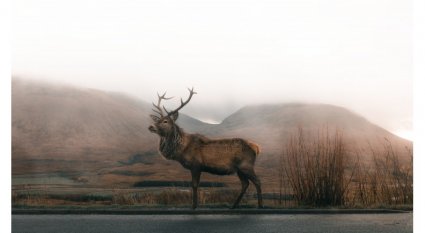 An in-depth review of Colorado elk hunting.