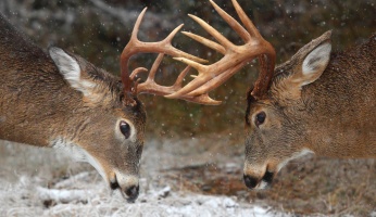 An in-depth guide to deer deterrent ideas for your garden