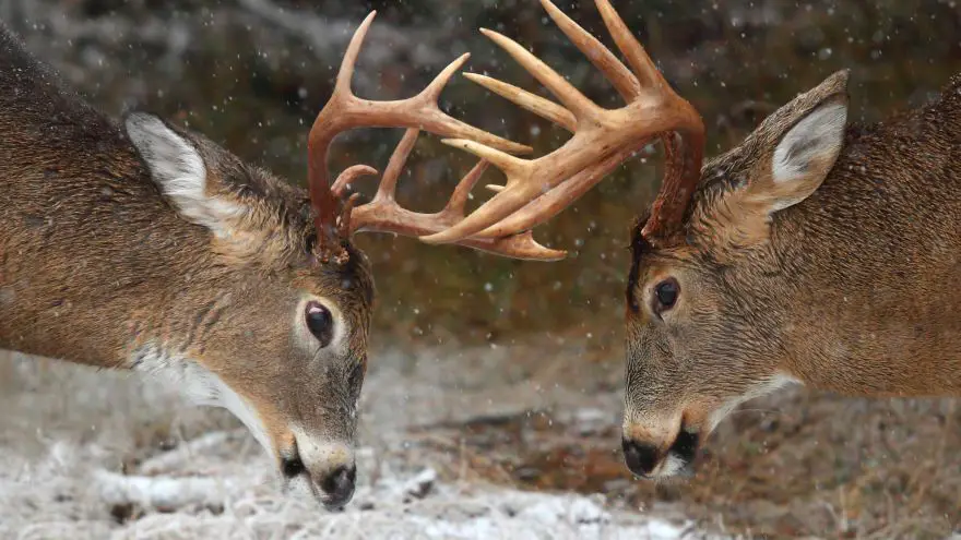 An in-depth guide to deer deterrent ideas for your garden
