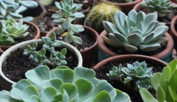 An in-depth guide to growing indoor succulents