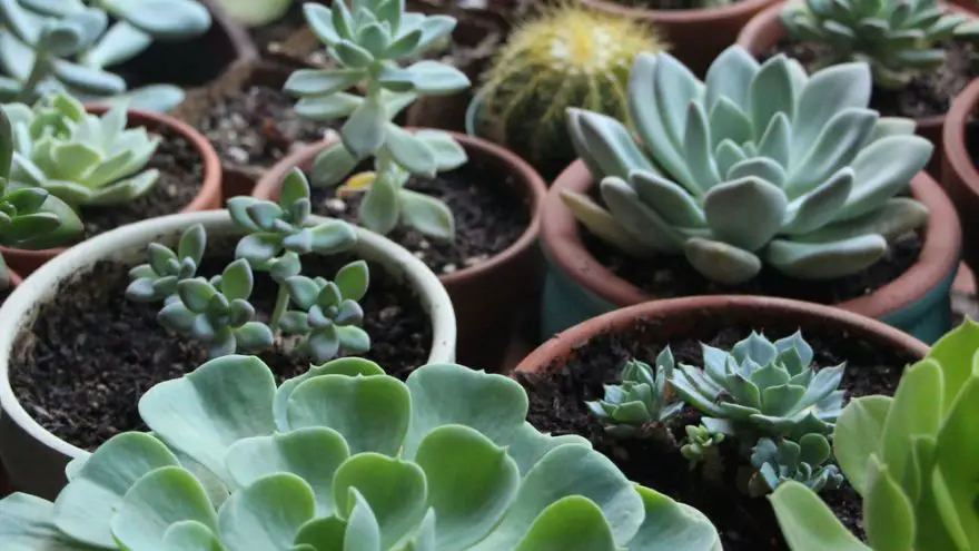 An in-depth guide to growing indoor succulents