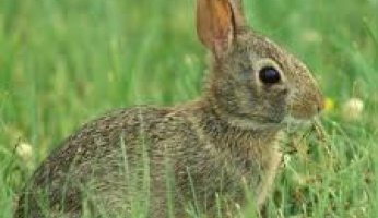 An in-depth guide on the essentials of hunting rabbits