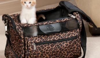 An in-depth guide to traveling with cats