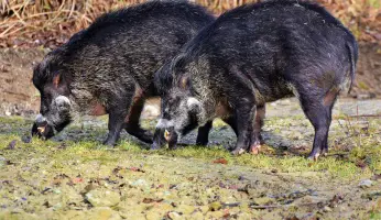 An in-depth guide on wild hog hunting