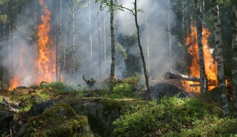 An in-depth review on how to protect yourself from forest fires.