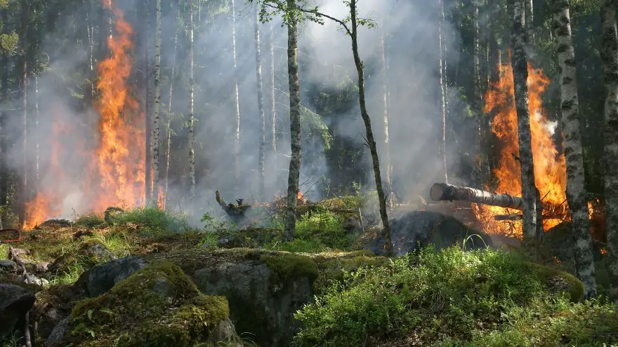 An in-depth review on how to protect yourself from forest fires.