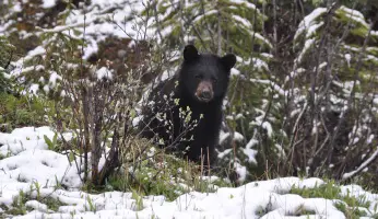 An in-depth review of black bear hunting.