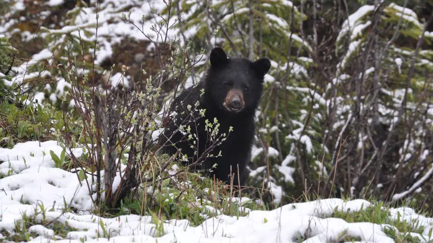 An in-depth review of black bear hunting.