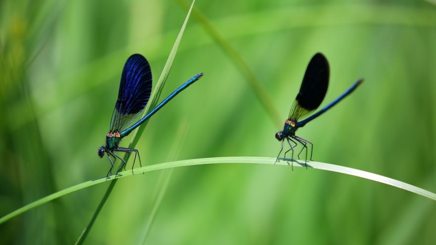 An in-depth guide to edible insects should you ever find yourself stranded in the wilderness. 